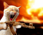 chat mitrailleur!!!